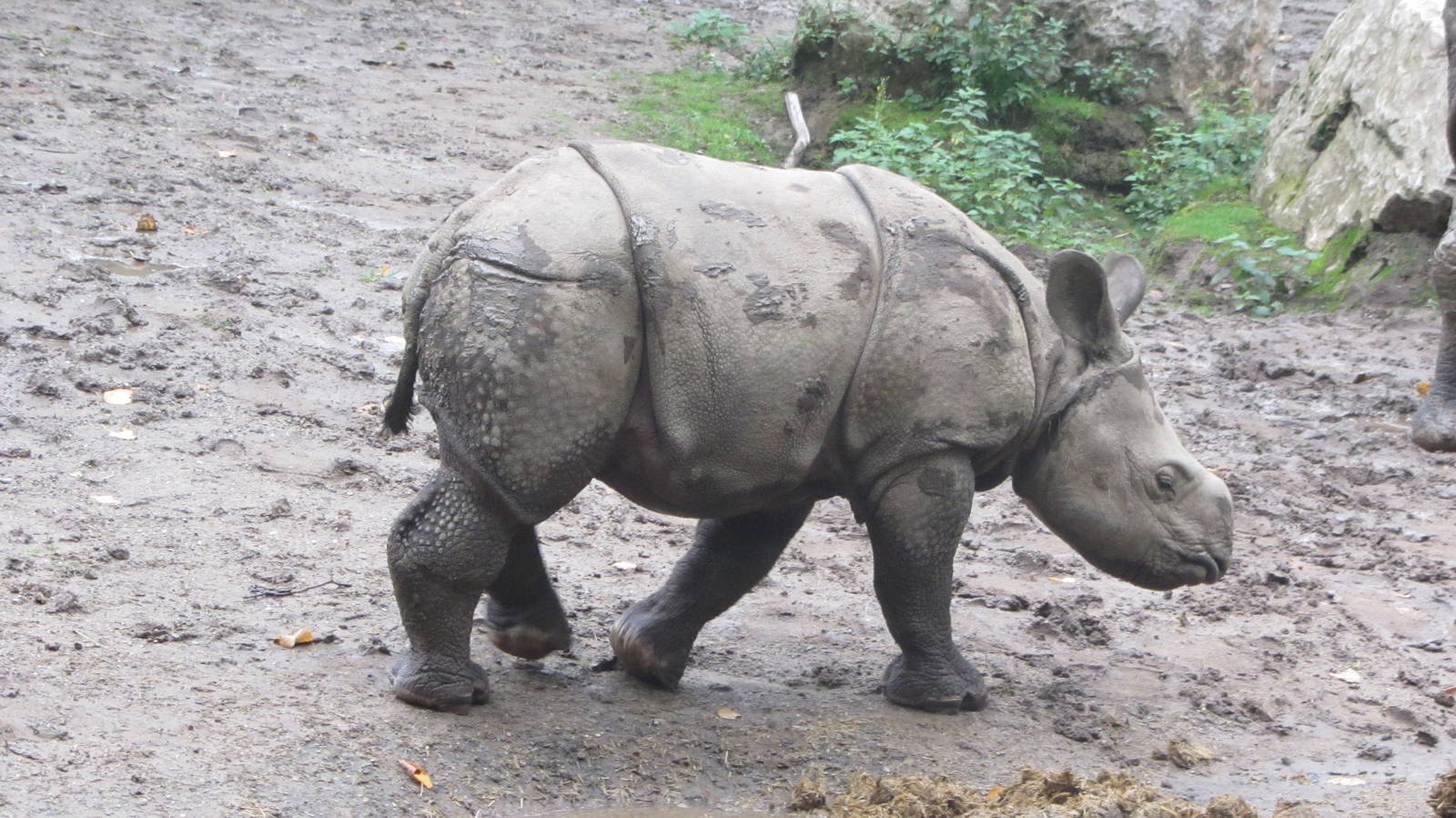 Greater One Horned Rhino Baby