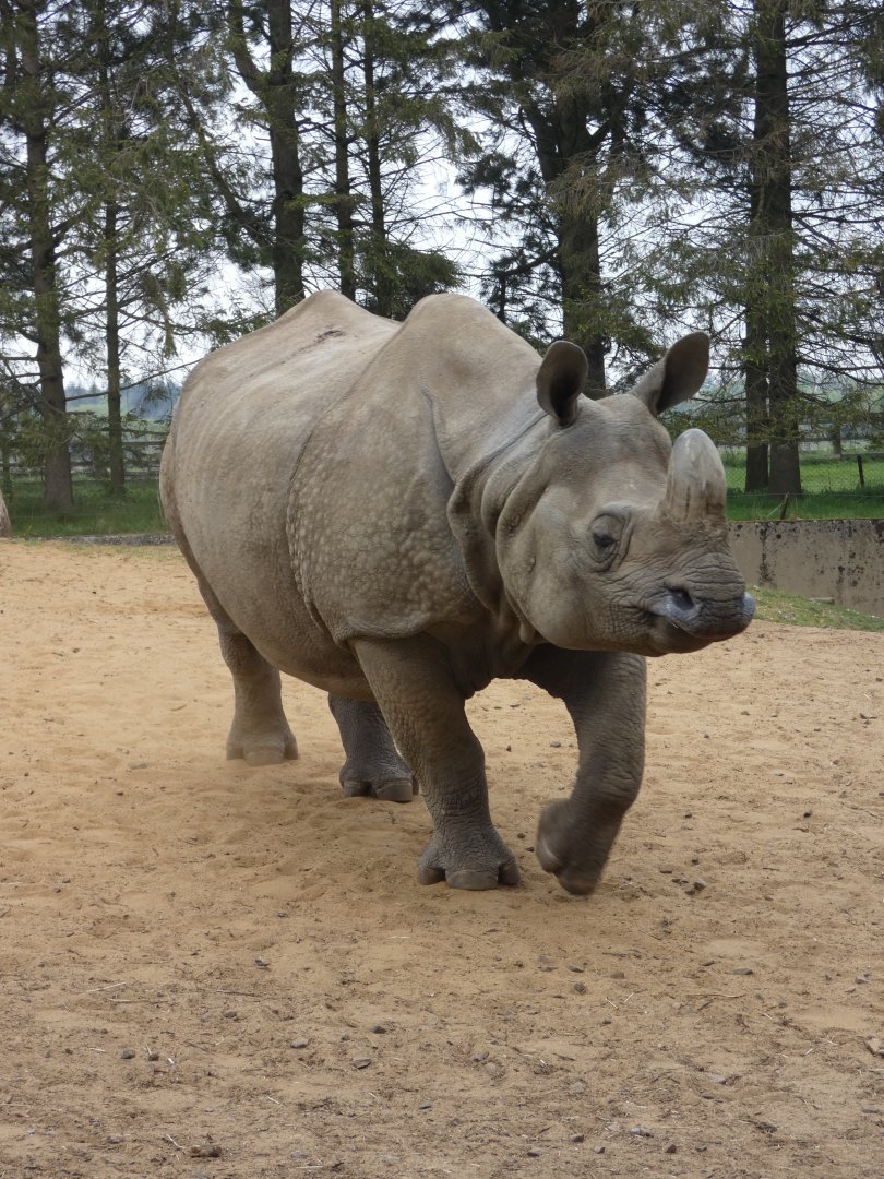 Greater one-horned rhino 'Behan'