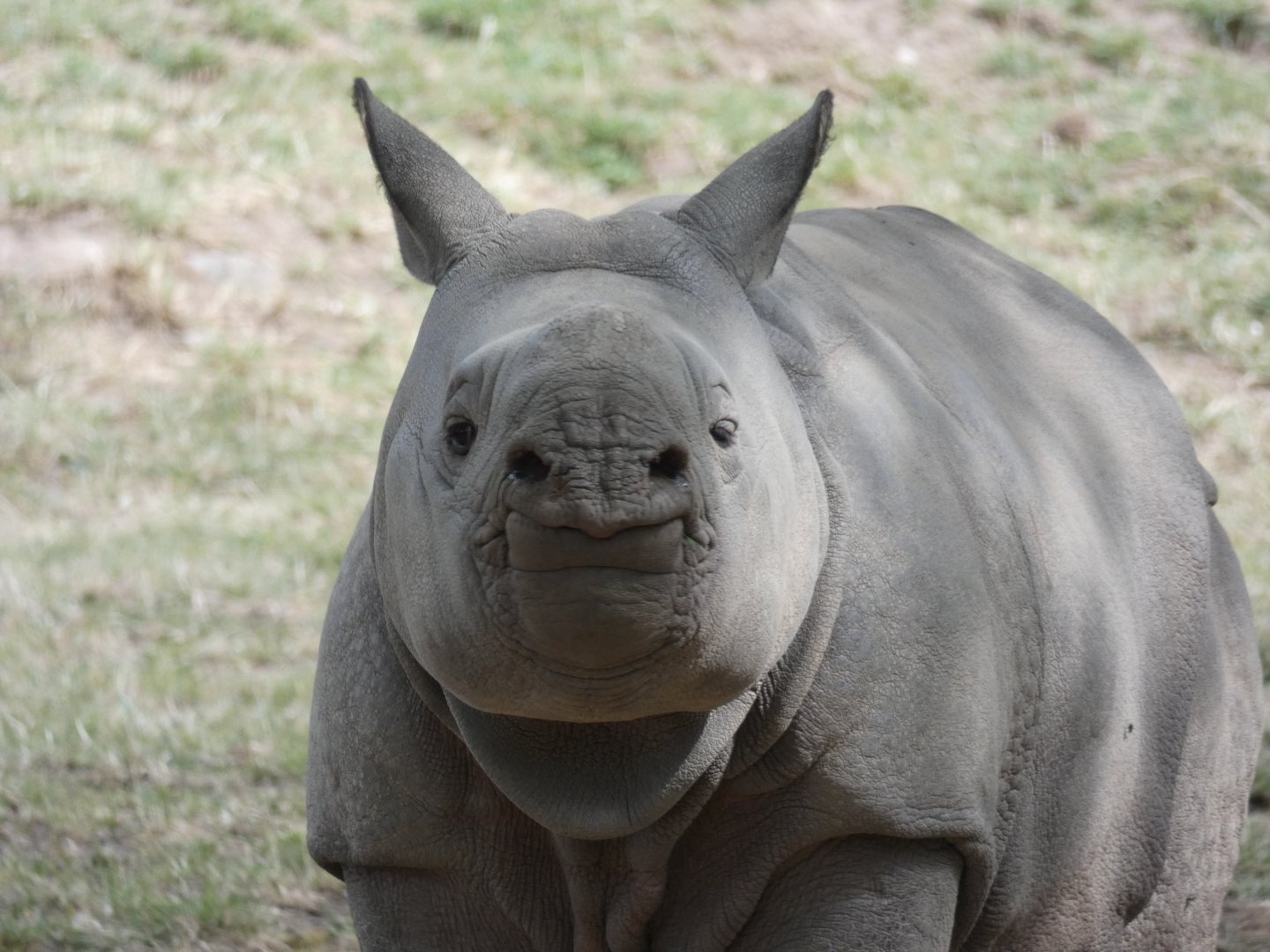 Greater One-horned Rhino calf