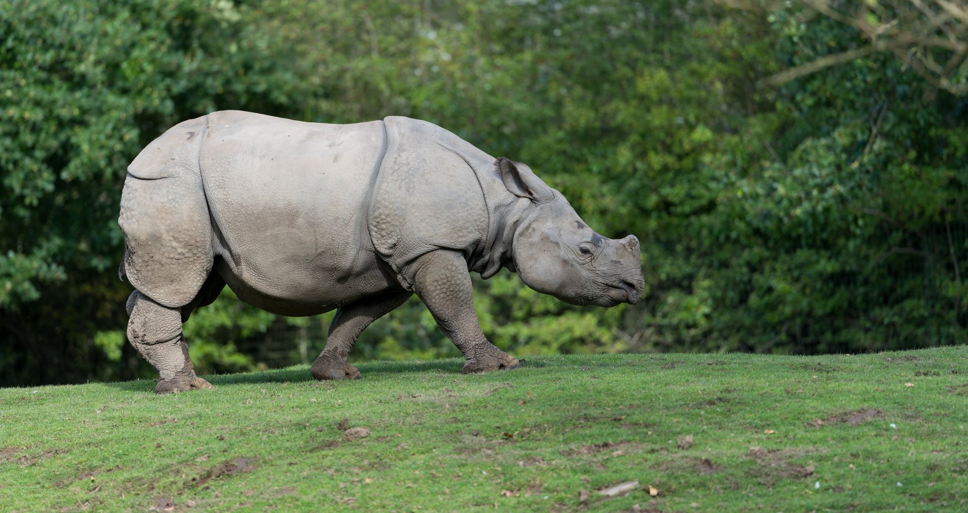 Greater One Horned Rhino, Chester, UK