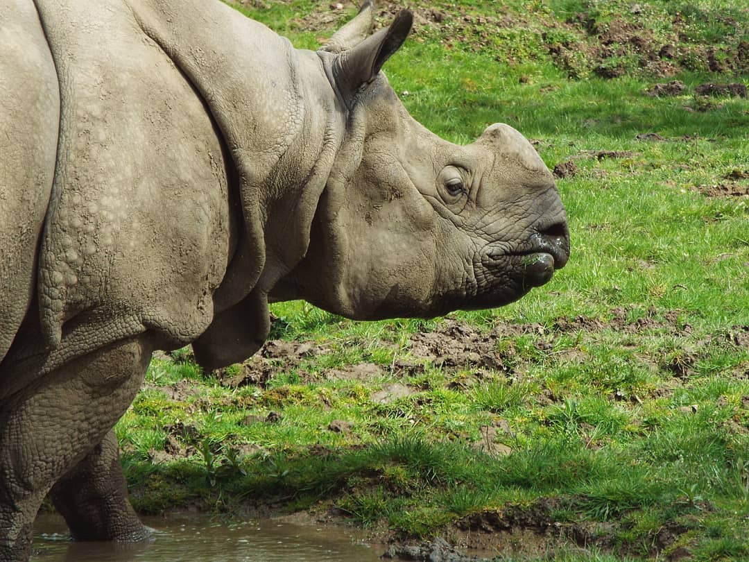 Greater One-Horned Rhino - Chester