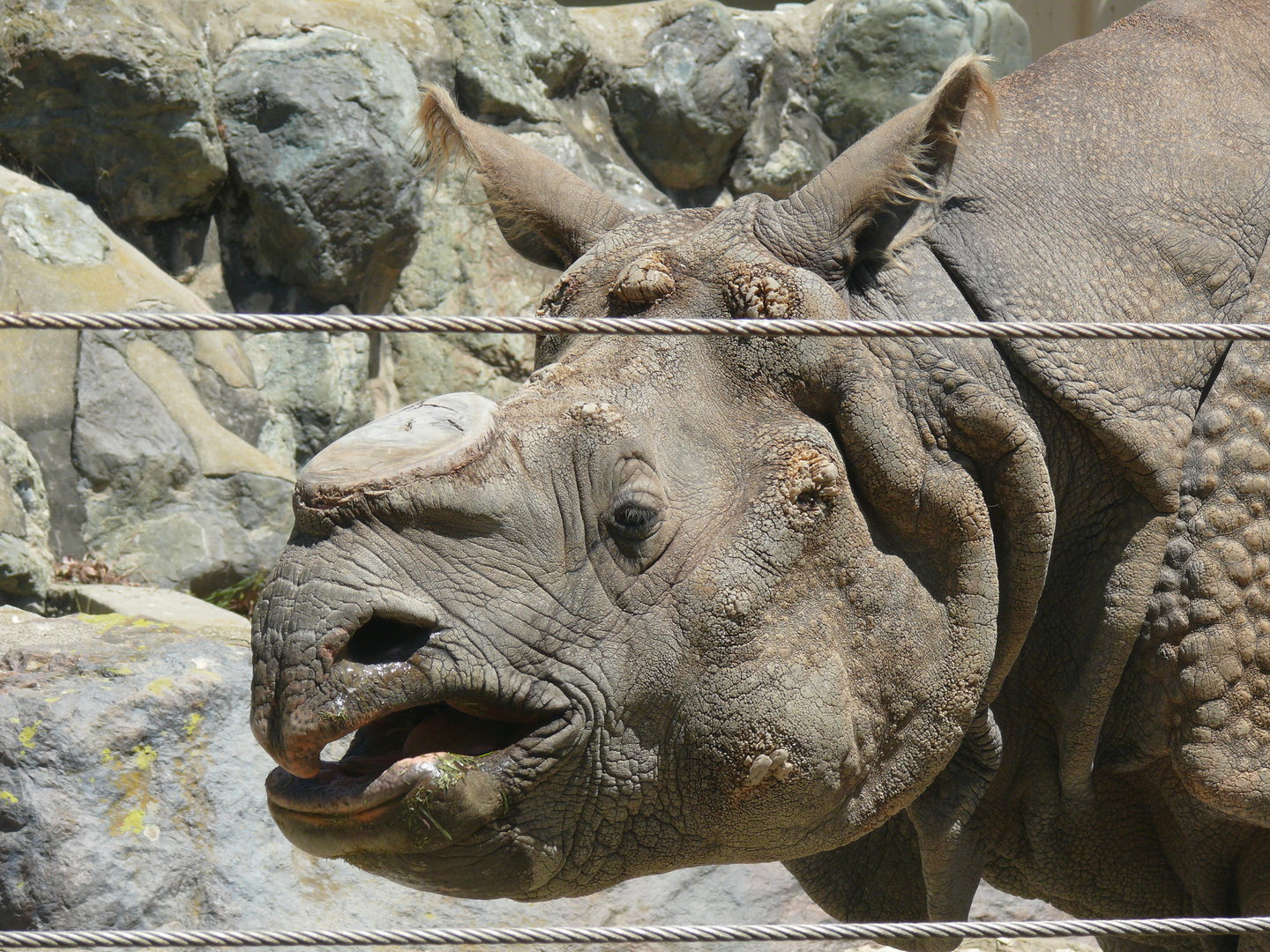Greater One-horned Rhino close-up - July 8th 2023