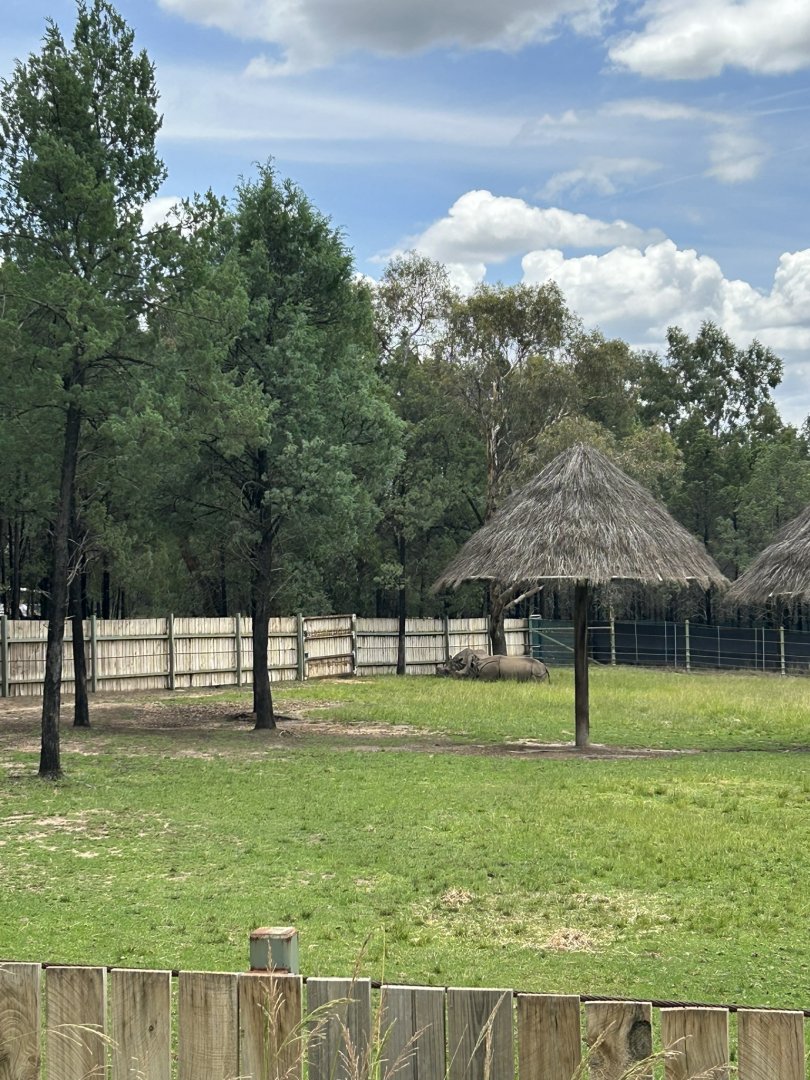 Greater one-horned rhino, cow and calf exhibit