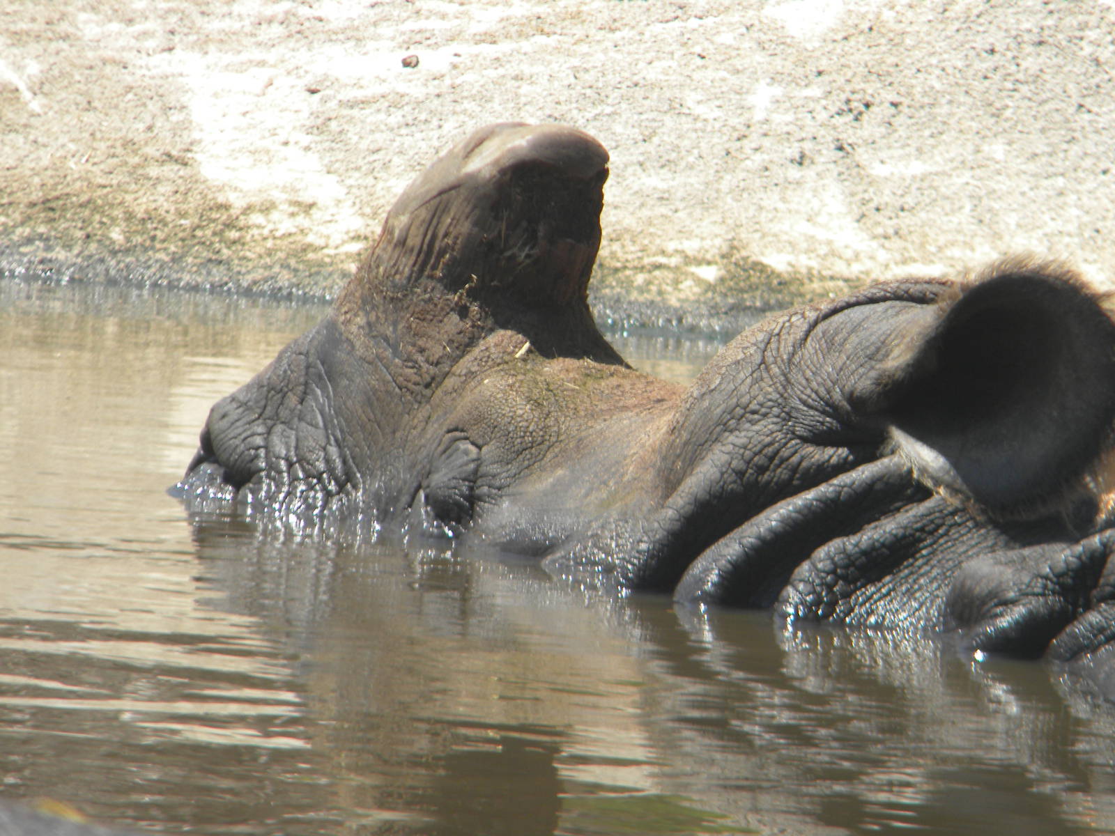 Greater one-horned Rhino cow at Terra Natura 29/07/11