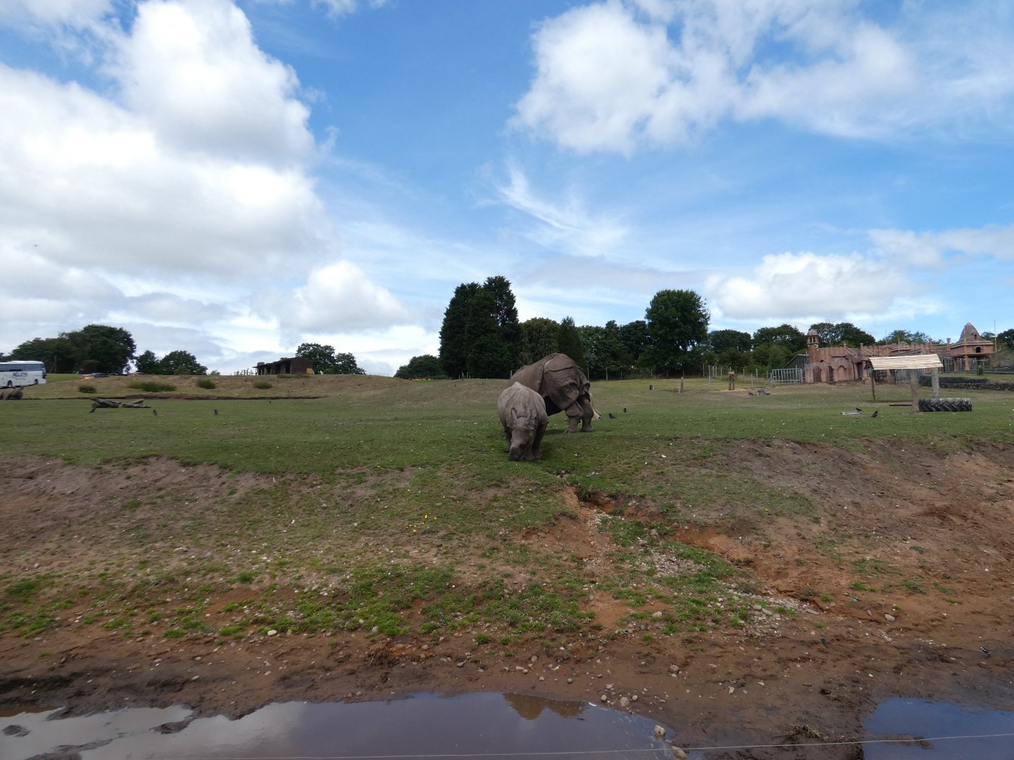 Greater one-horned rhino cow enclosure