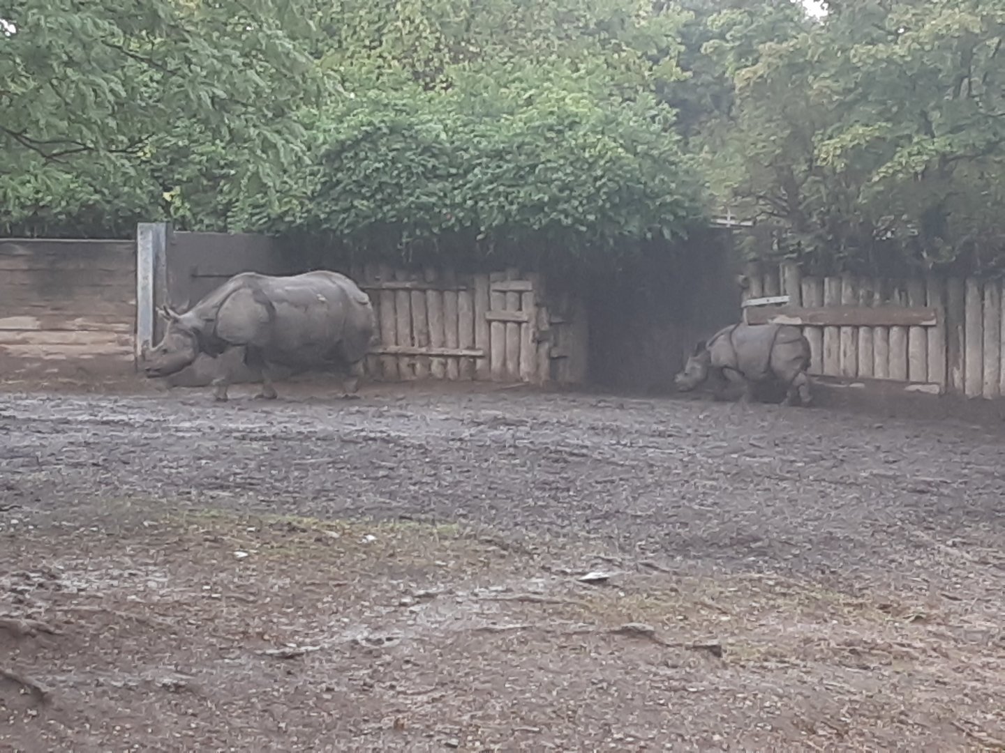 Greater One-horned Rhino Daughter Following Mother