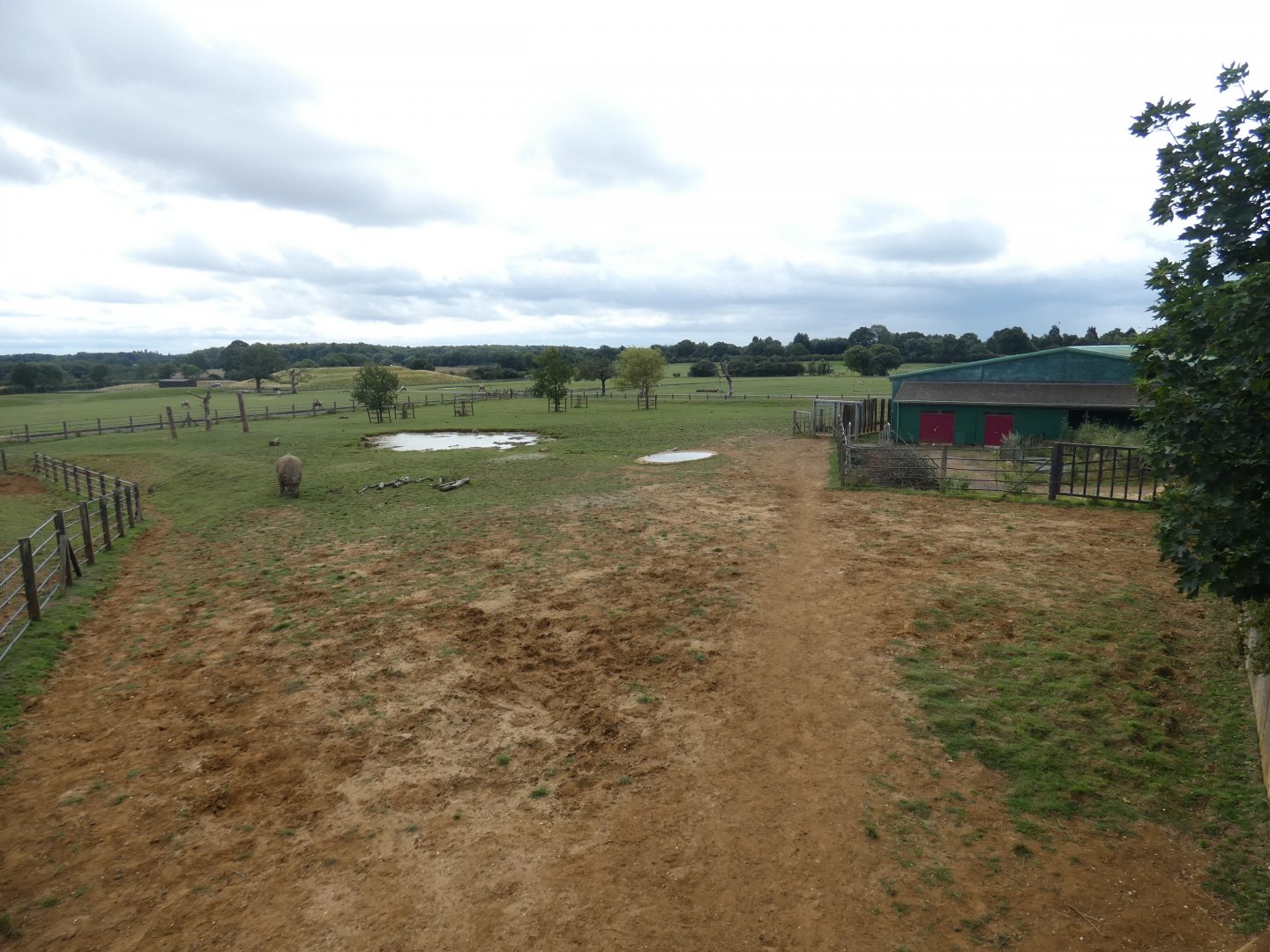Greater One-horned Rhino enclosure (2)
