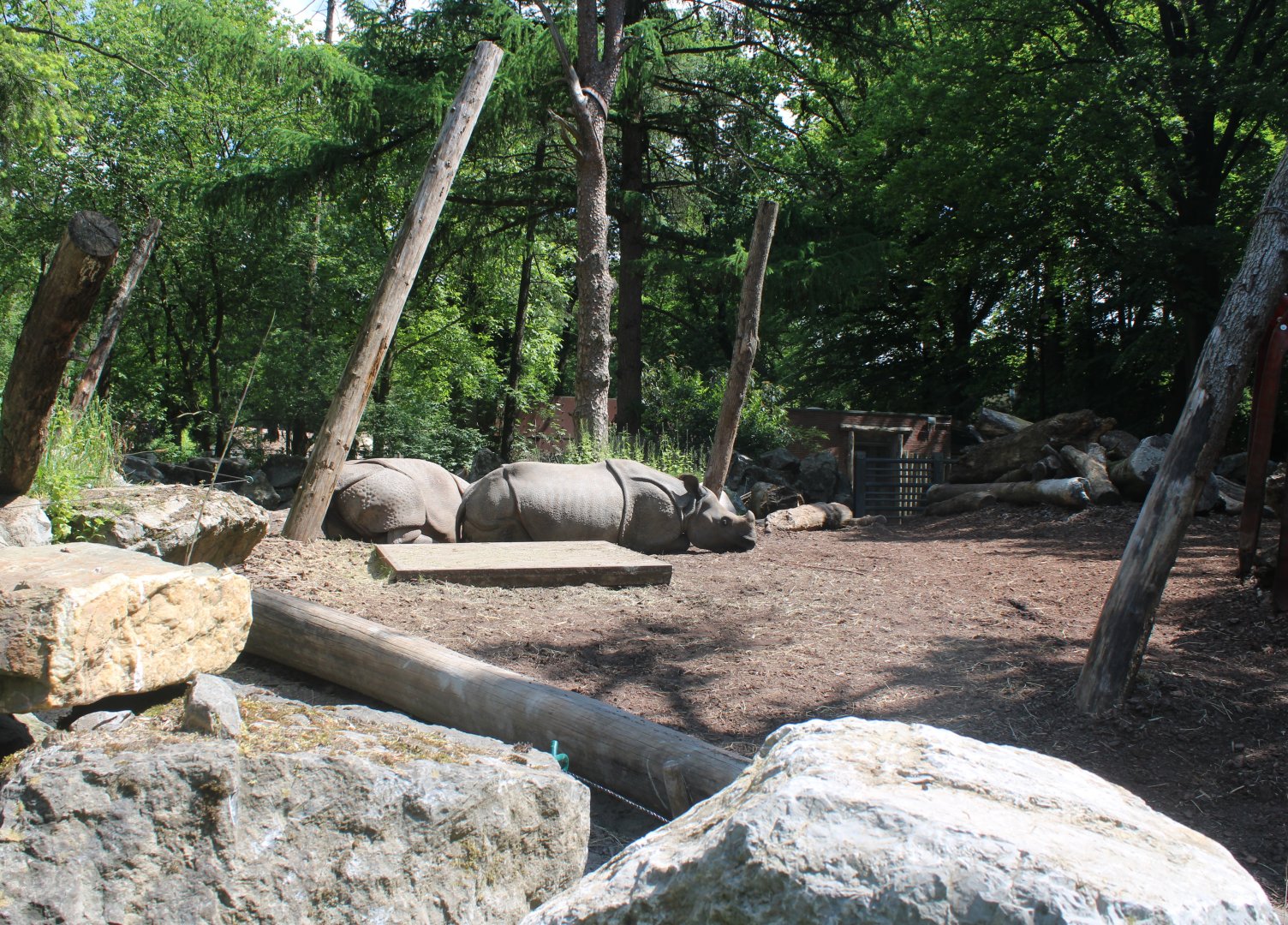 Greater one-horned rhino-enclosure