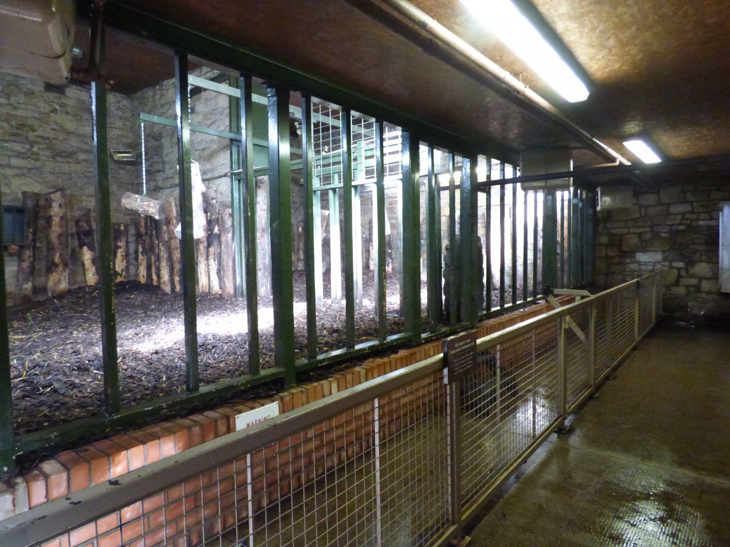 Greater One-horned Rhino evening house