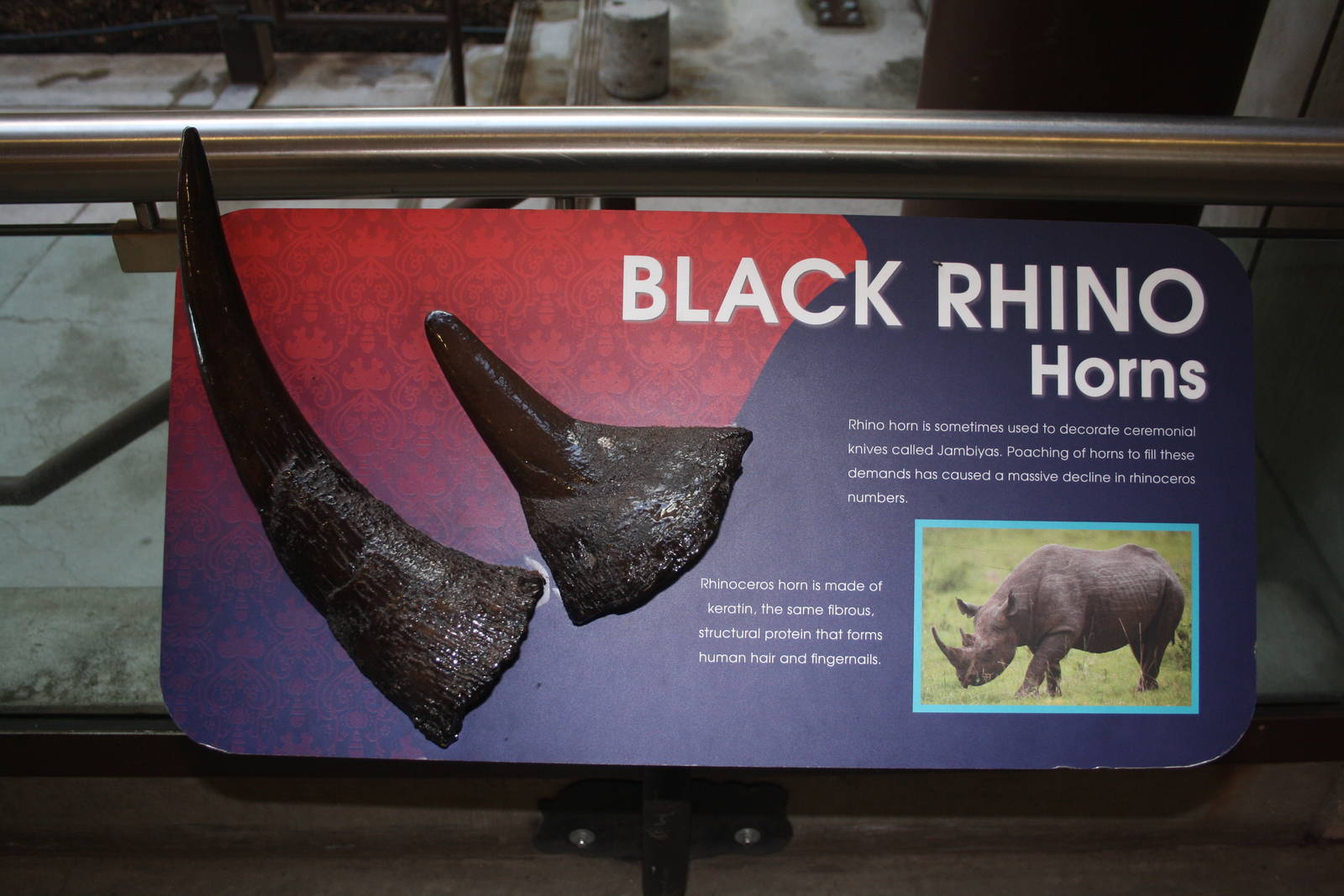 Greater One-Horned Rhino Exhibit (old elephant complex)
