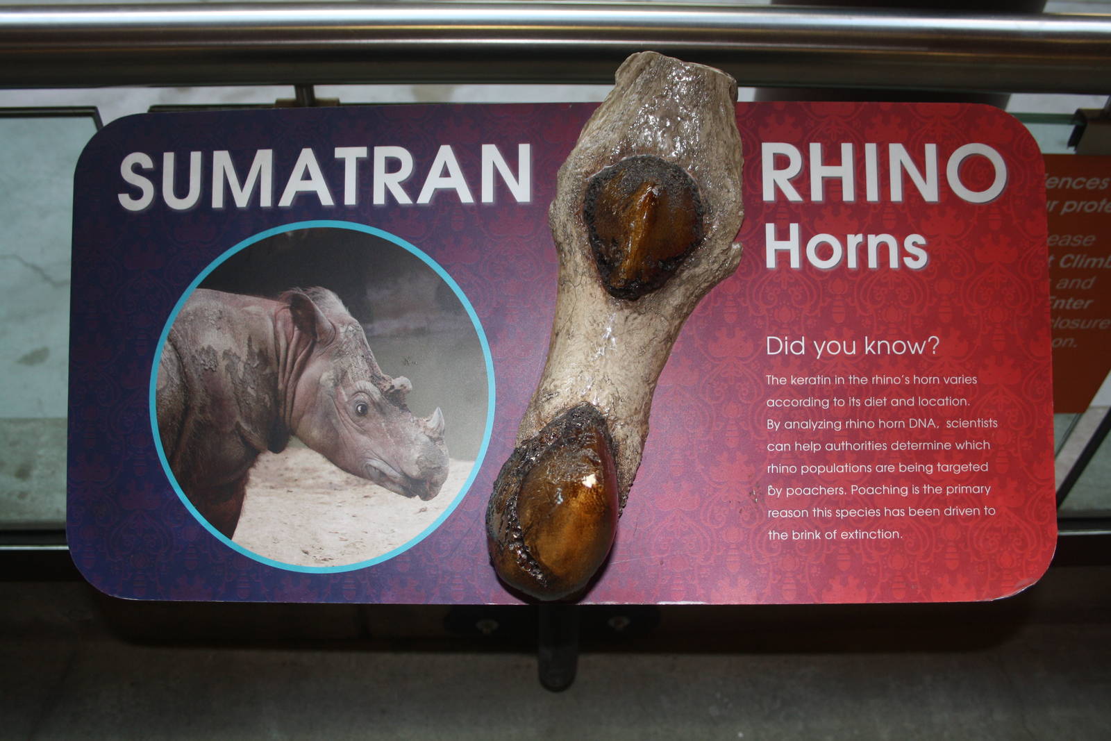 Greater One-Horned Rhino Exhibit (old elephant complex)