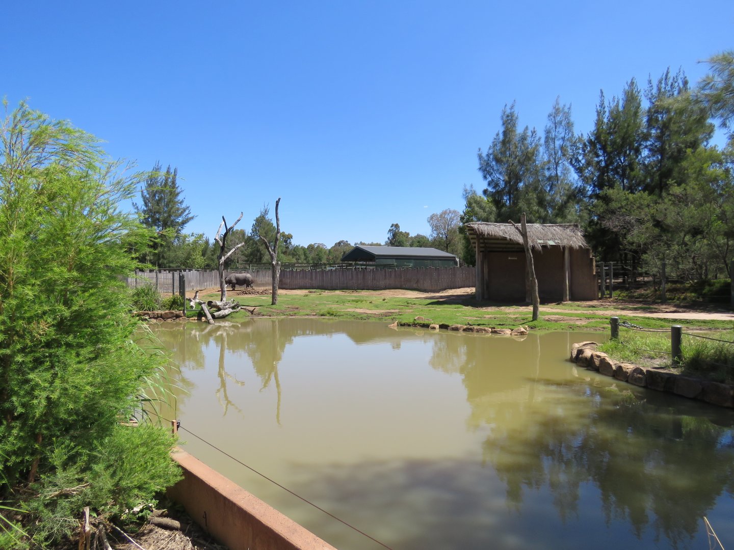 Greater One Horned Rhino Exhibit