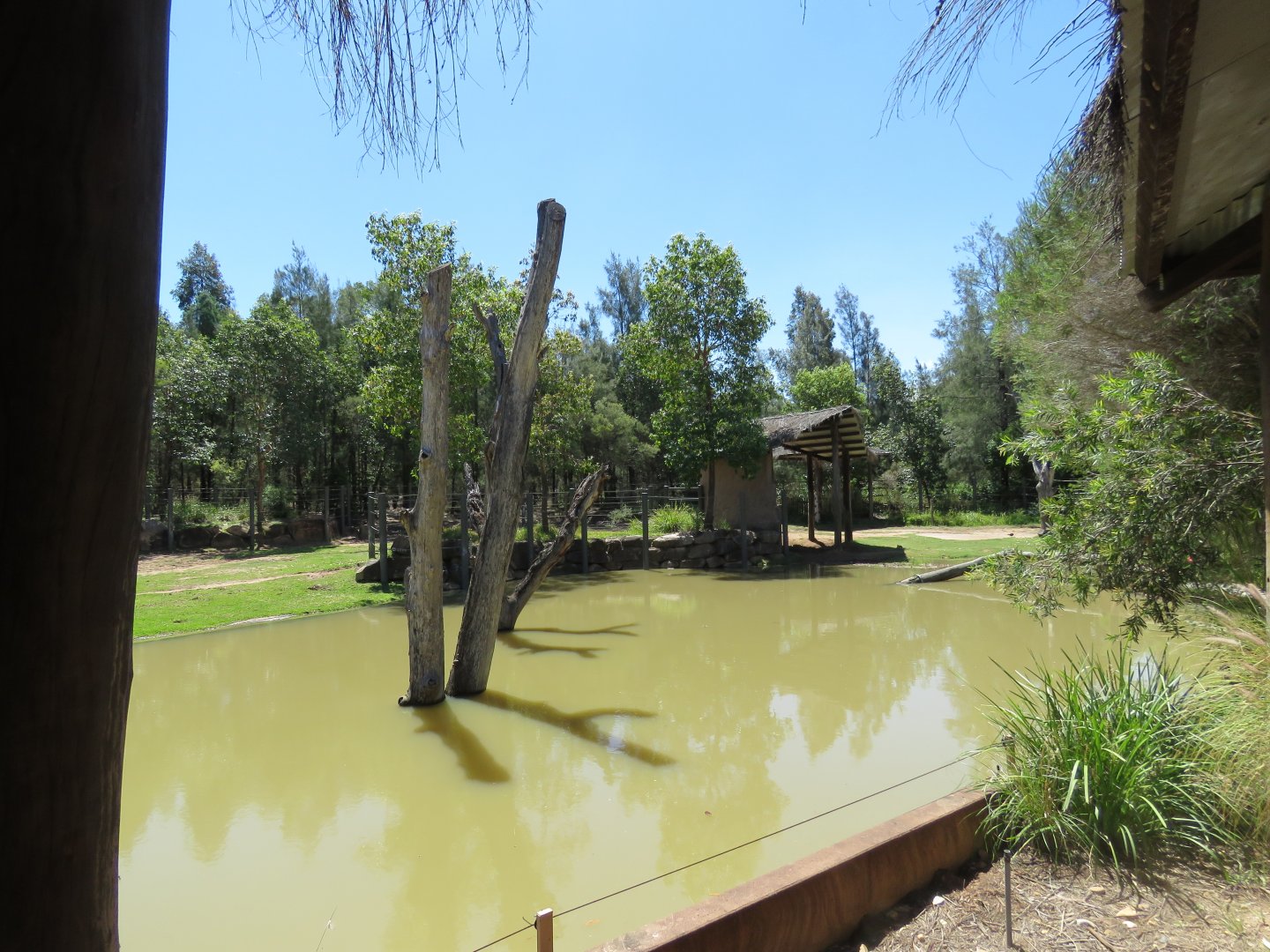 Greater One Horned Rhino Exhibit