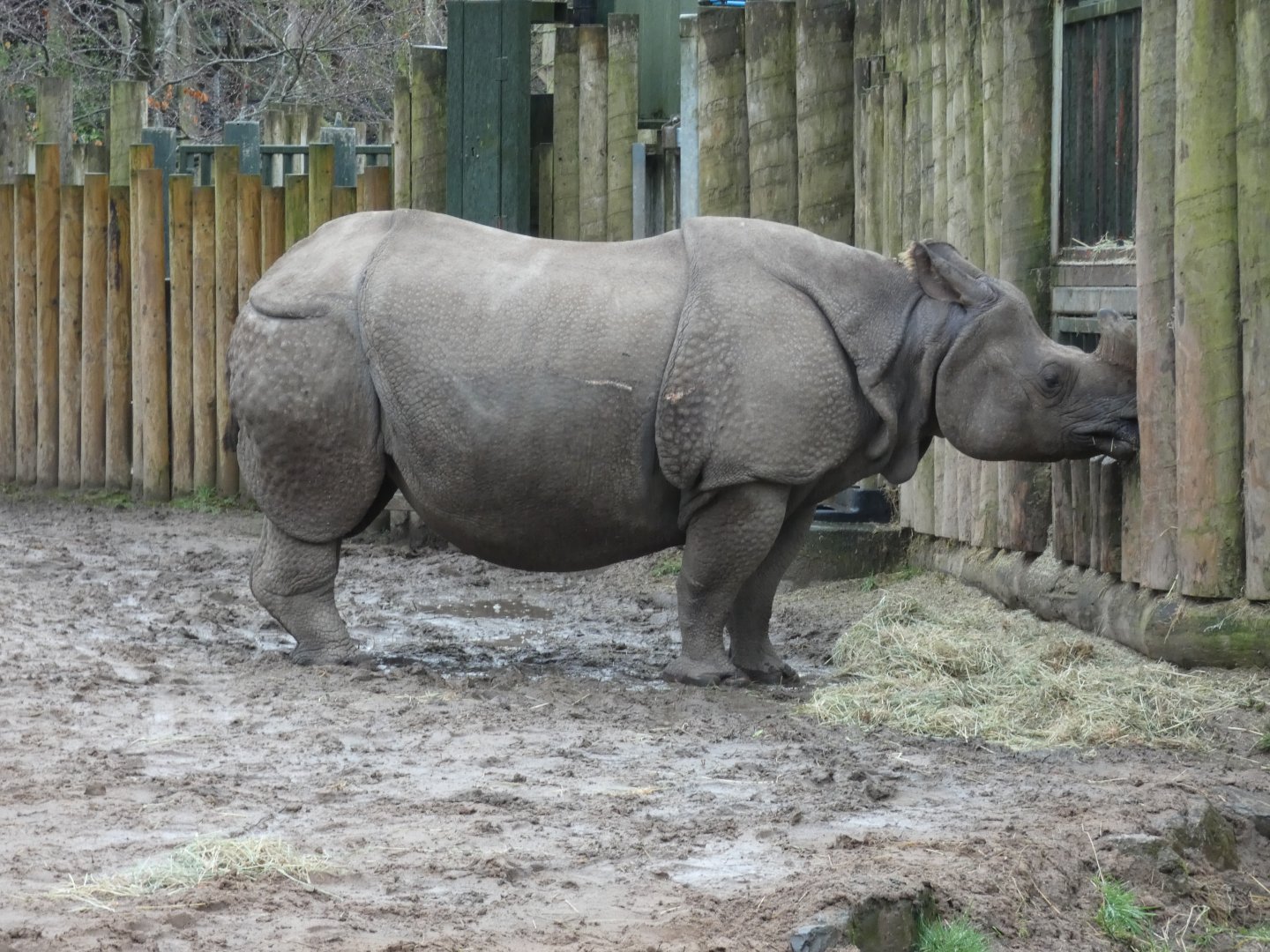 Greater One-horned Rhino Female 'Asha'