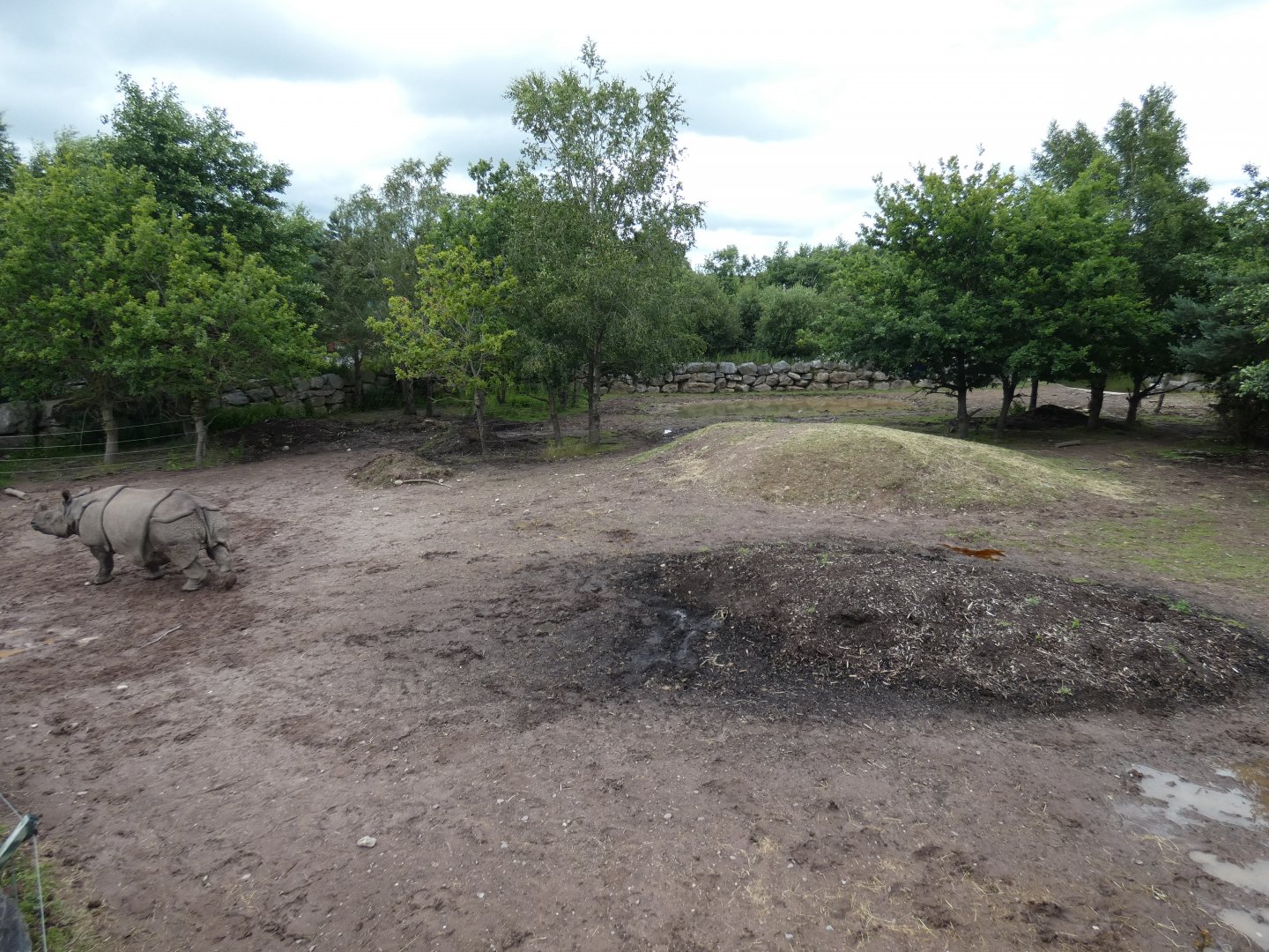 Greater one-horned rhino female enclosure