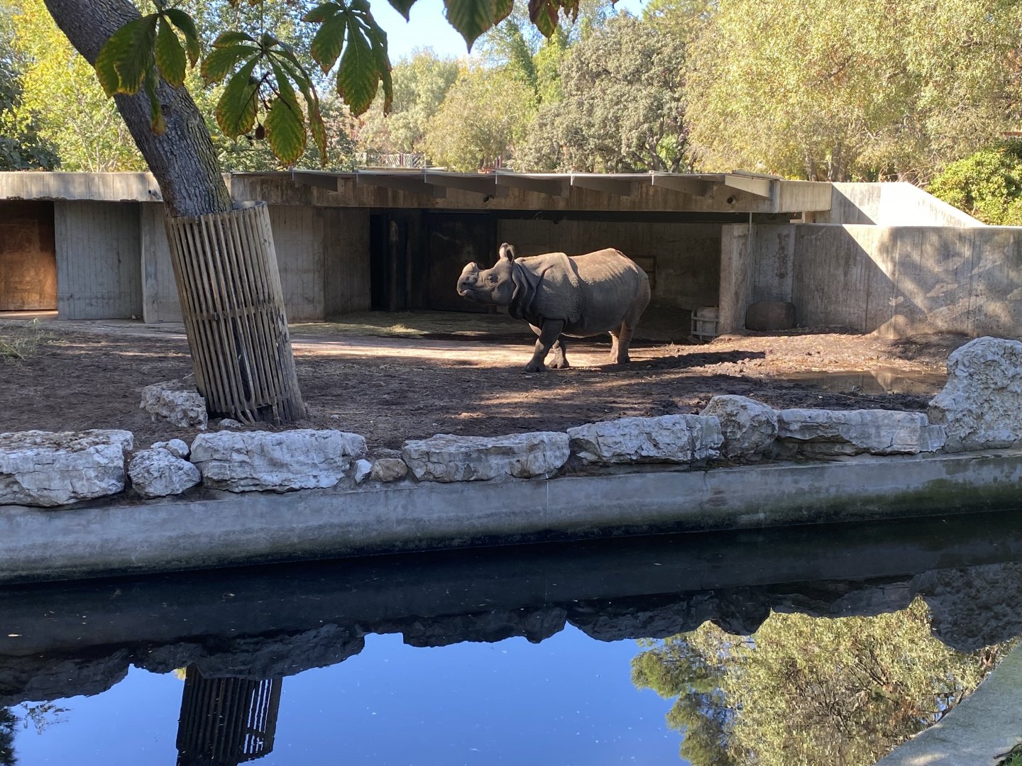 Greater one-horned rhino image 1