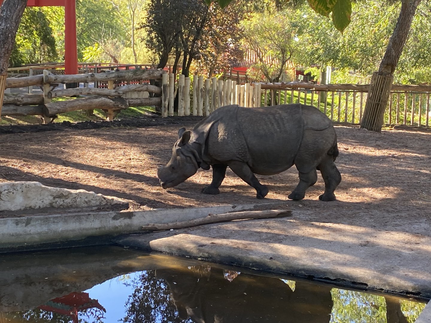 Greater one-horned rhino image 2