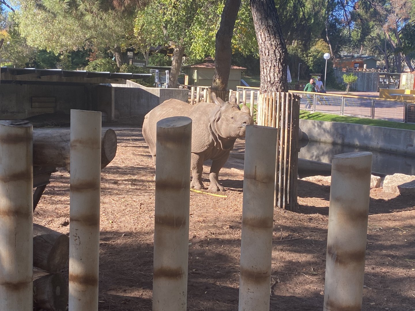 Greater one-horned rhino image 2