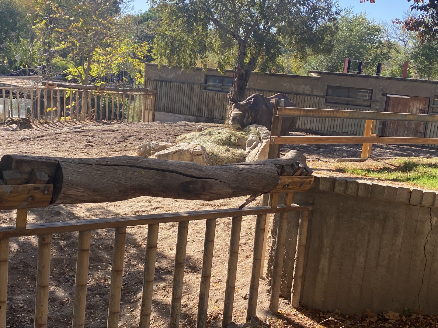 Greater one-horned rhino image 3