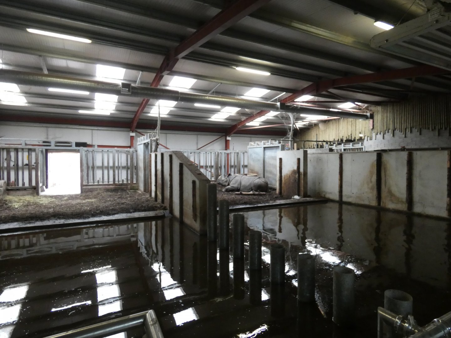 Greater one-horned rhino indoor enclosure