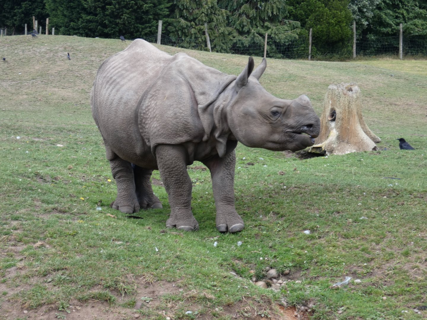 Greater one-horned rhino, Inesh