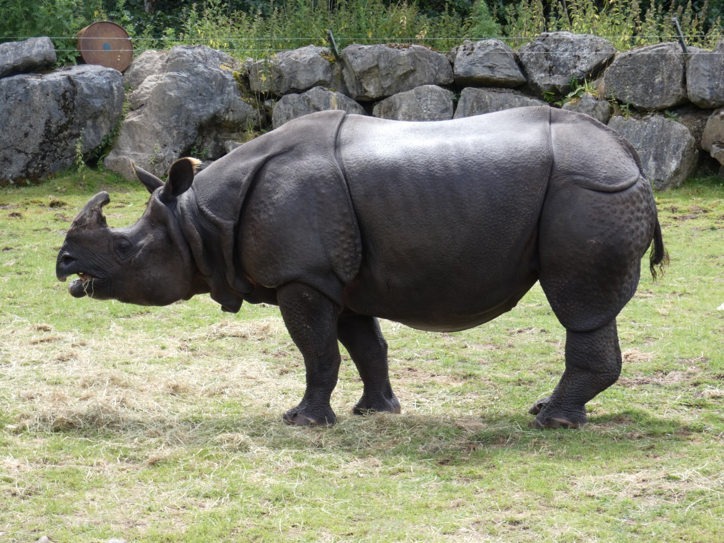 Greater one-horned rhino, Jamil
