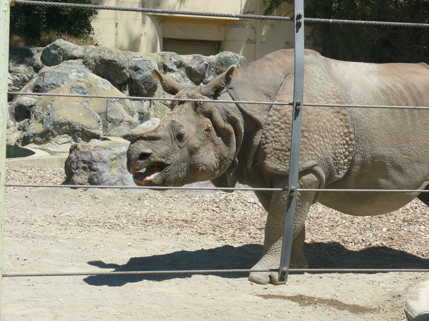Greater One-horned Rhino - July 8th 2023