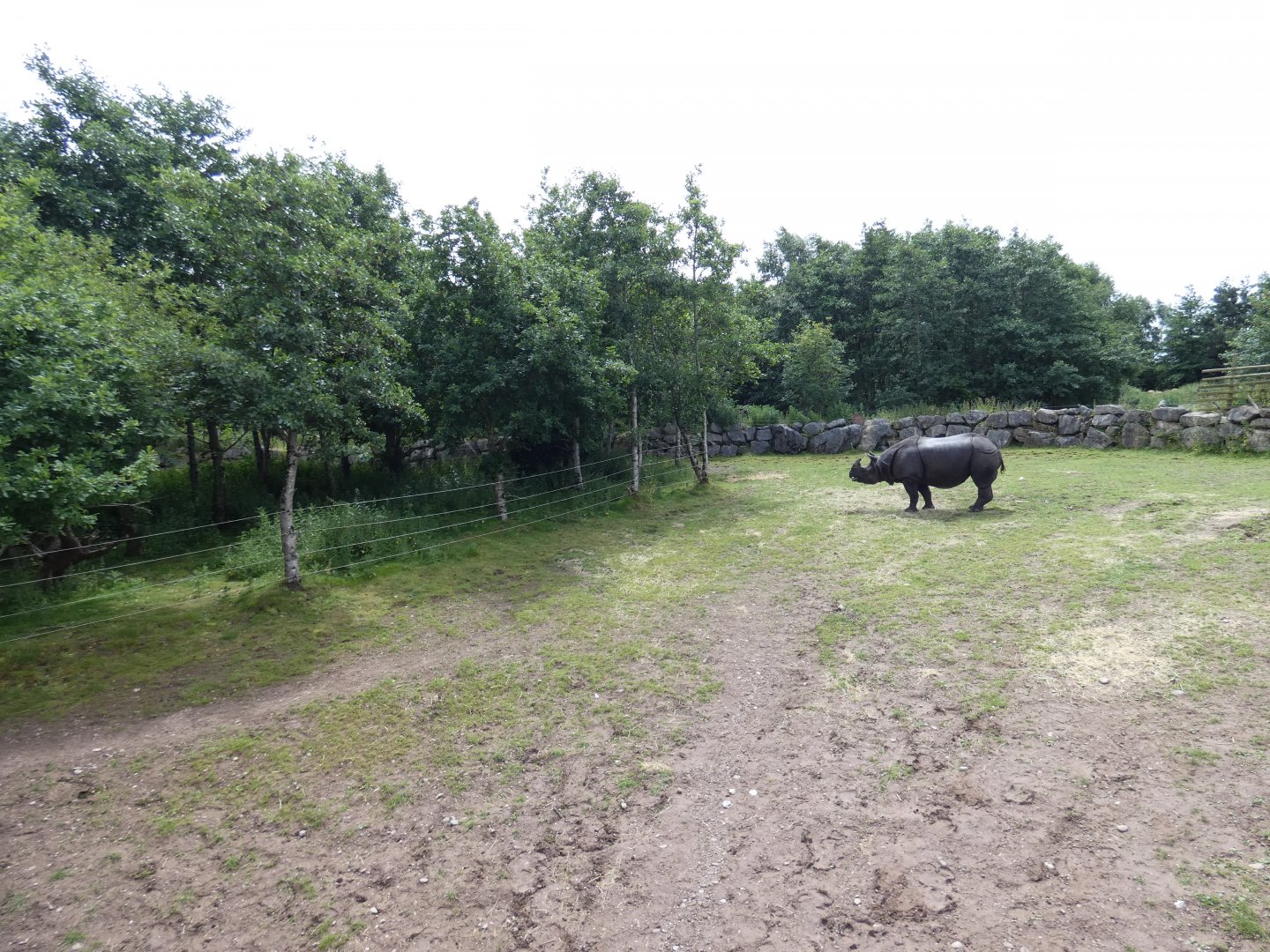 Greater one-horned rhino larger enclosure (2)