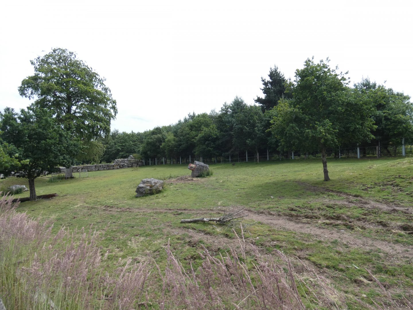 Greater one-horned rhino larger enclosure (3)