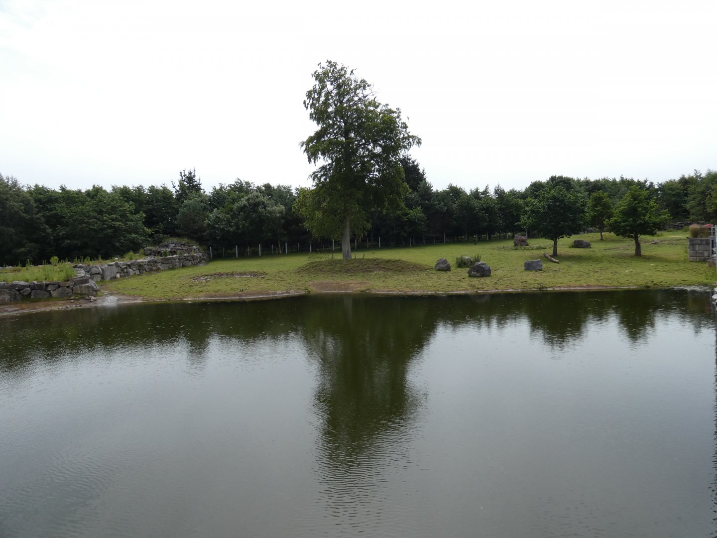 Greater one-horned rhino larger enclosure