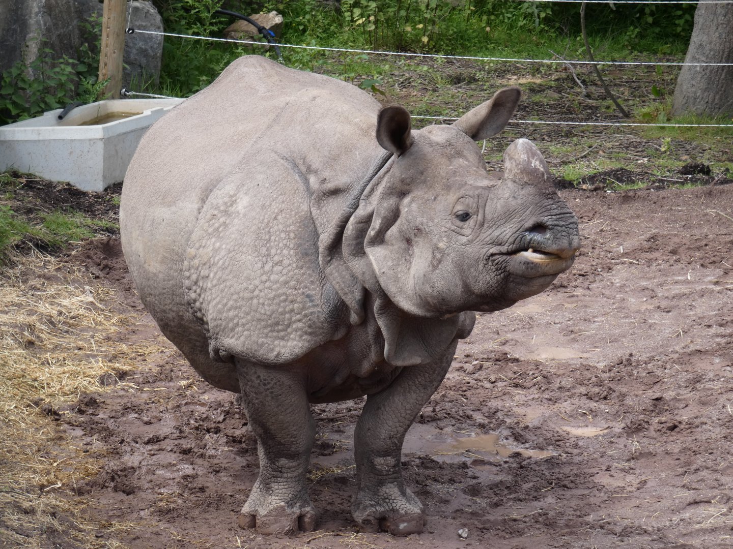 Greater one-horned rhino, Maya