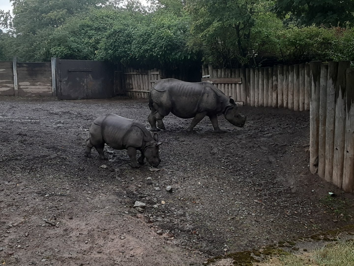 Greater One-horned Rhino Mother and Daughter