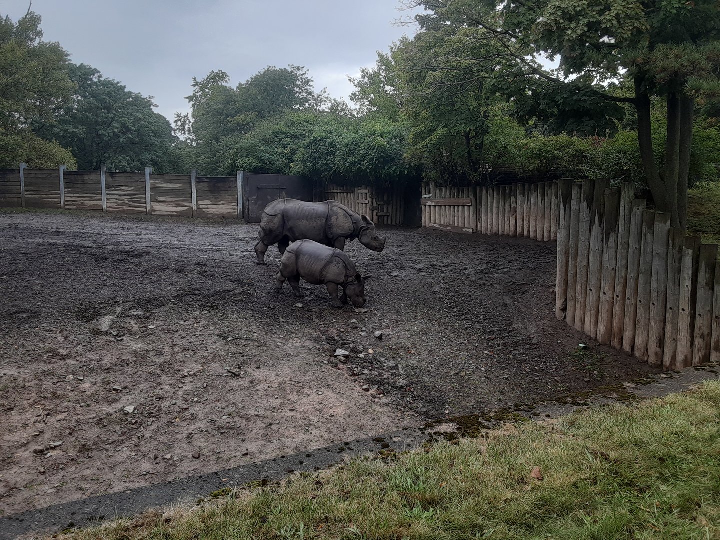 Greater One-horned Rhino Mother and Daughter