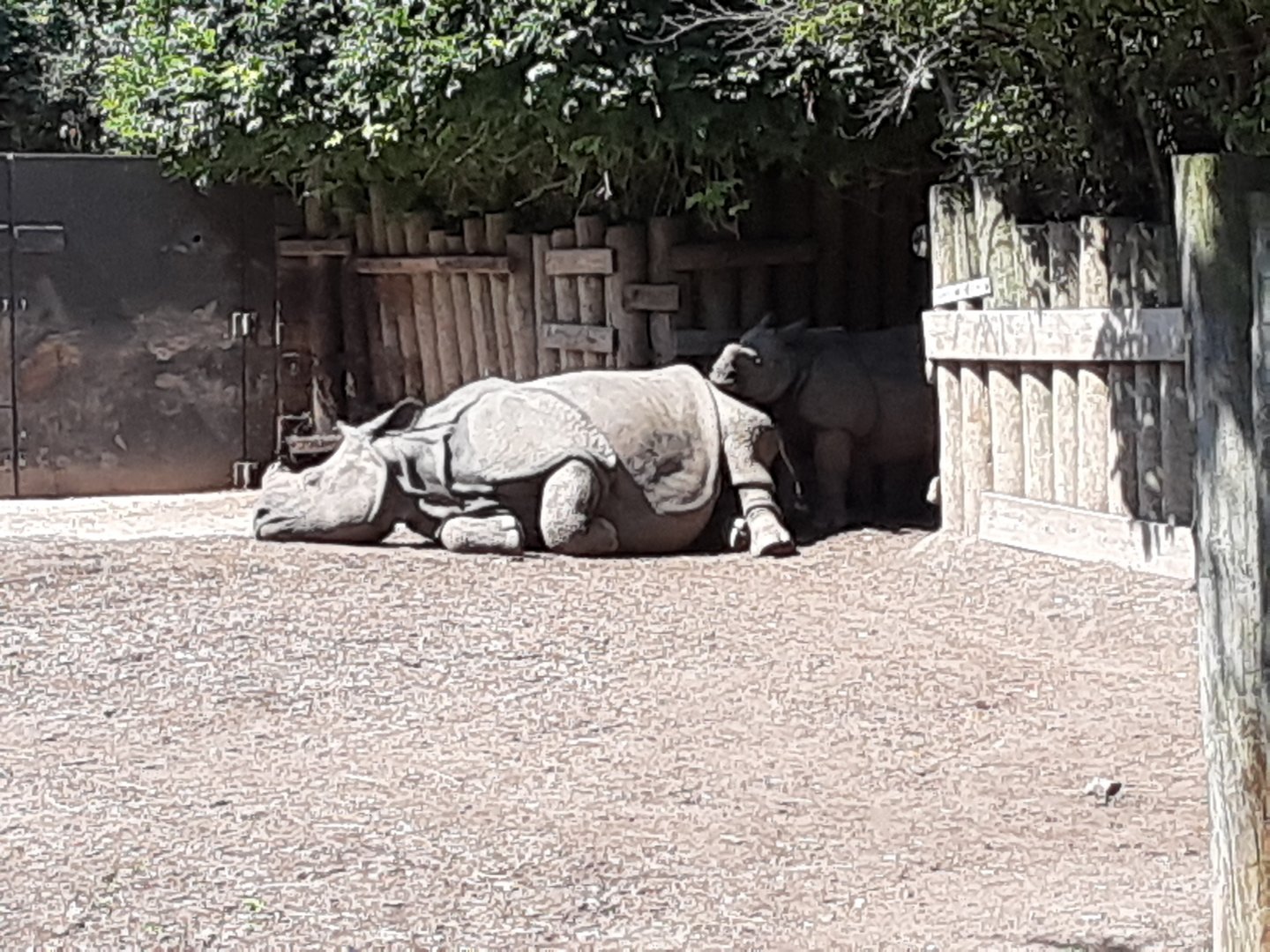 Greater One-horned Rhino Mother w/ Calf