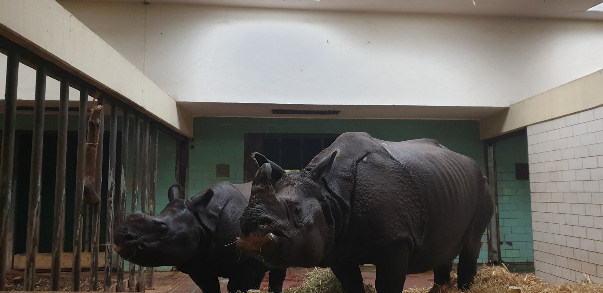 Greater One-horned Rhino mother with calf