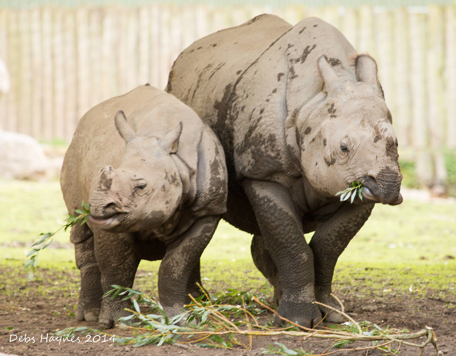 Greater One Horned Rhino Mum and Calf