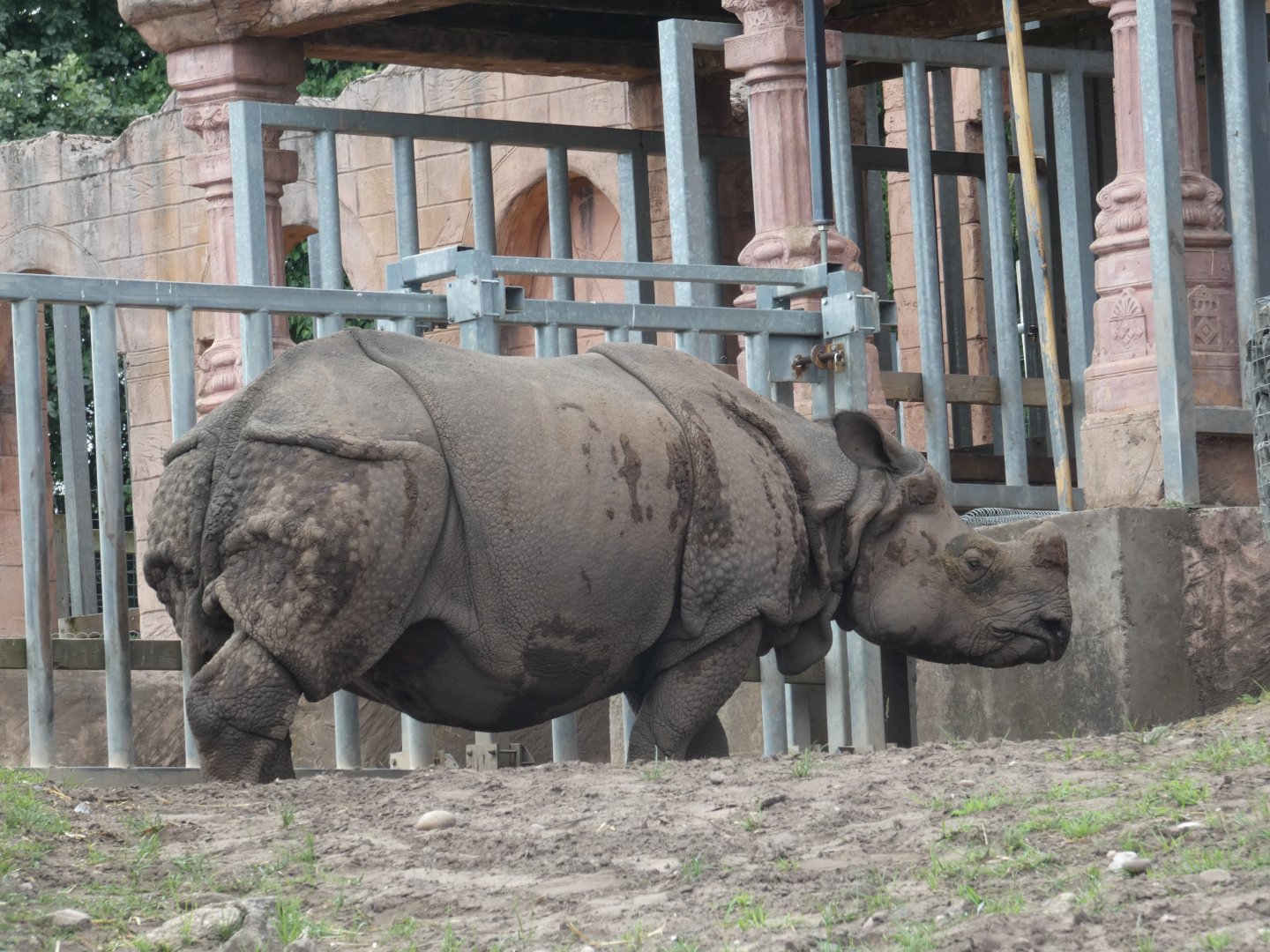 Greater one-horned rhino, Rap