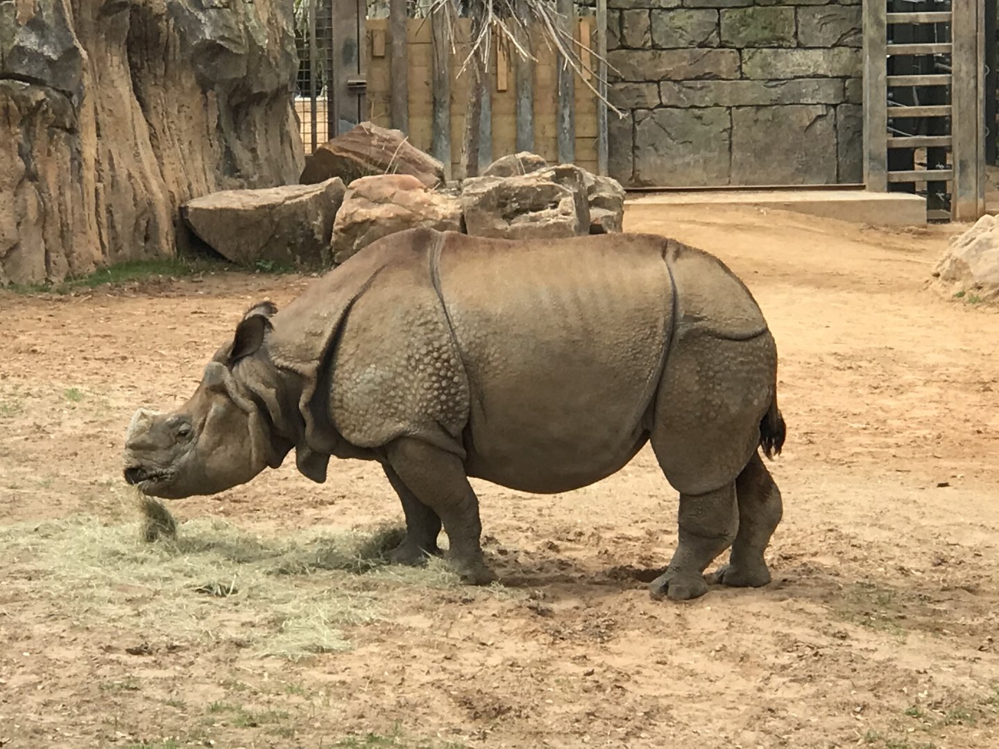 Greater One-Horned Rhino (Rhinoceros unicornis)