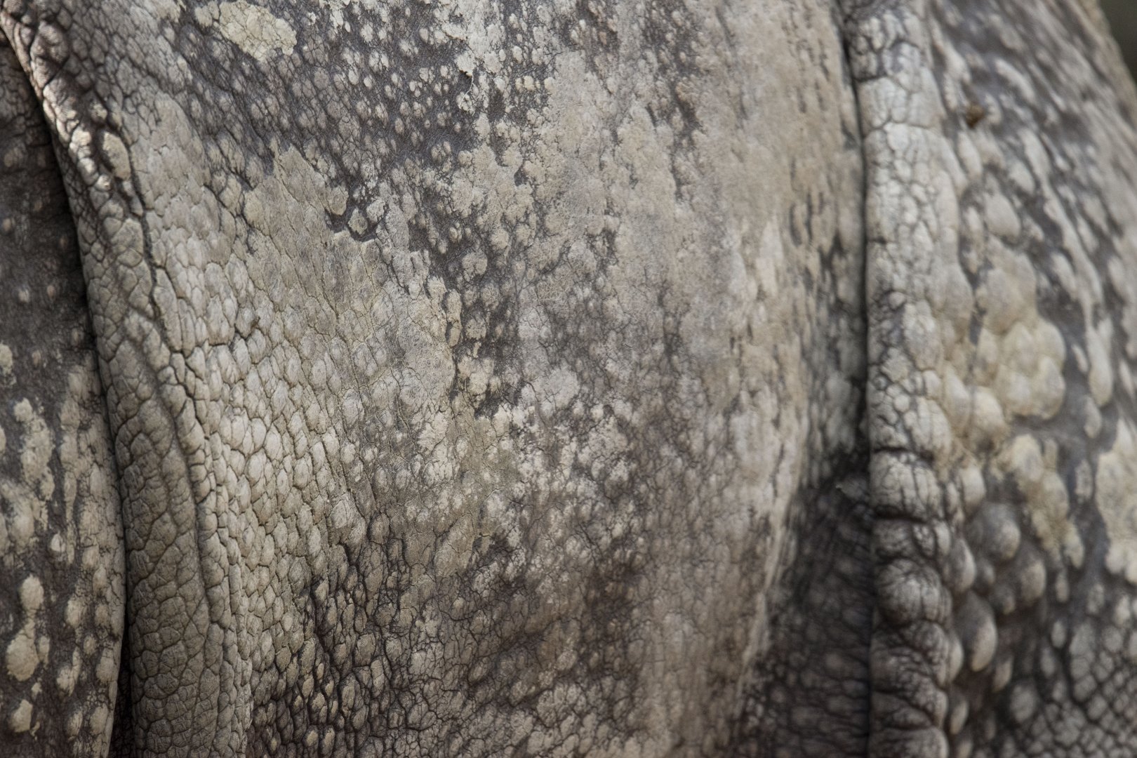 Greater one-horned rhino (Rhinoceros unicornis)