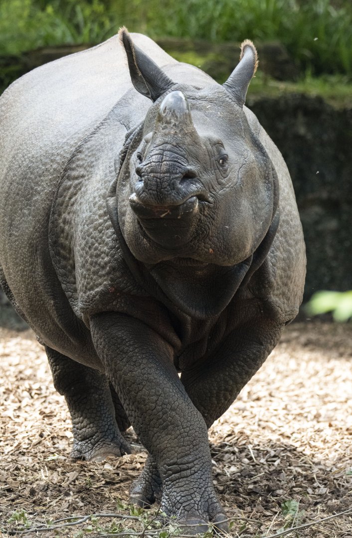 Greater one-horned rhino (Rhinoceros unicornis)