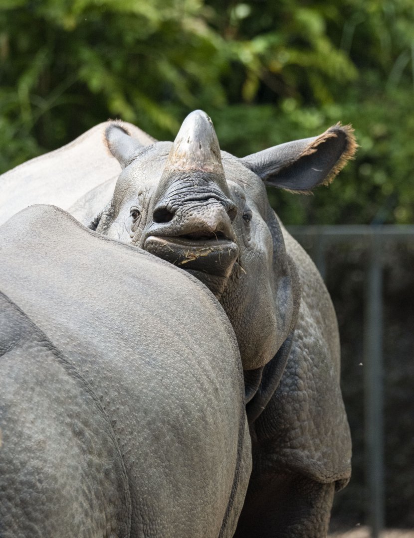 Greater one-horned rhino (Rhinoceros unicornis)