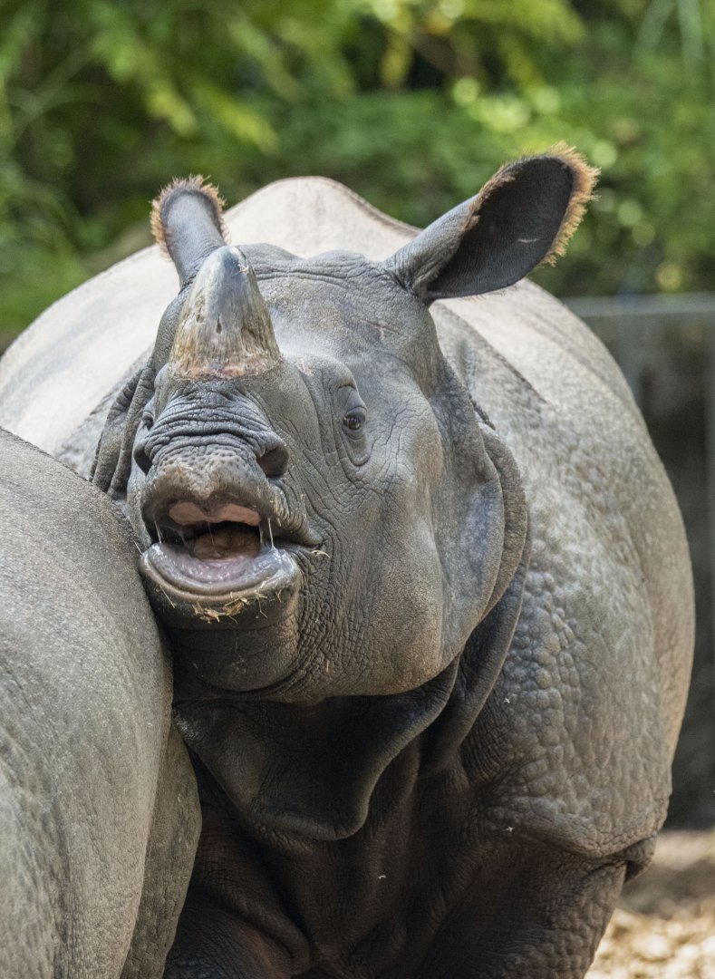 Greater one-horned rhino (Rhinoceros unicornis)