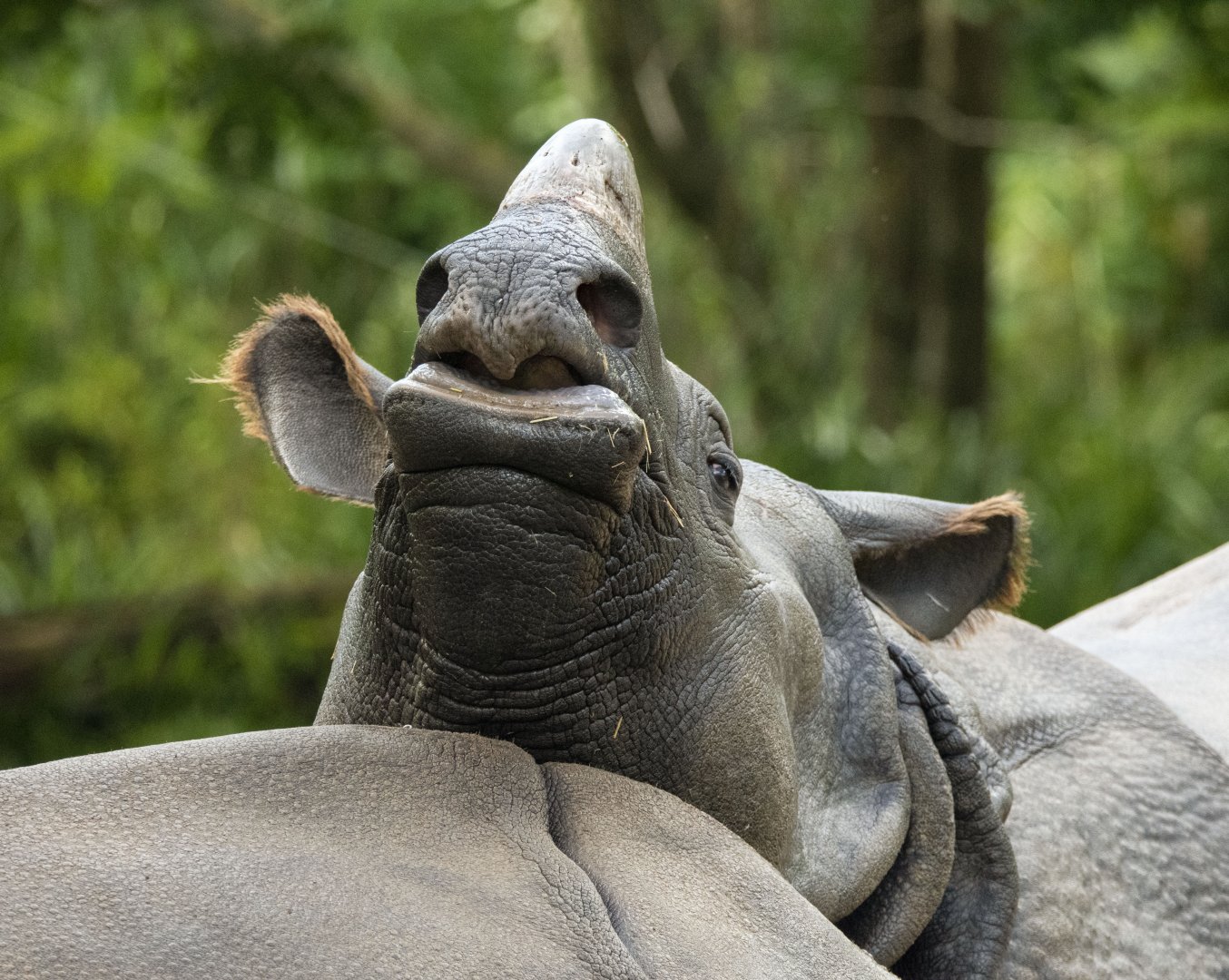 Greater one-horned rhino (Rhinoceros unicornis)