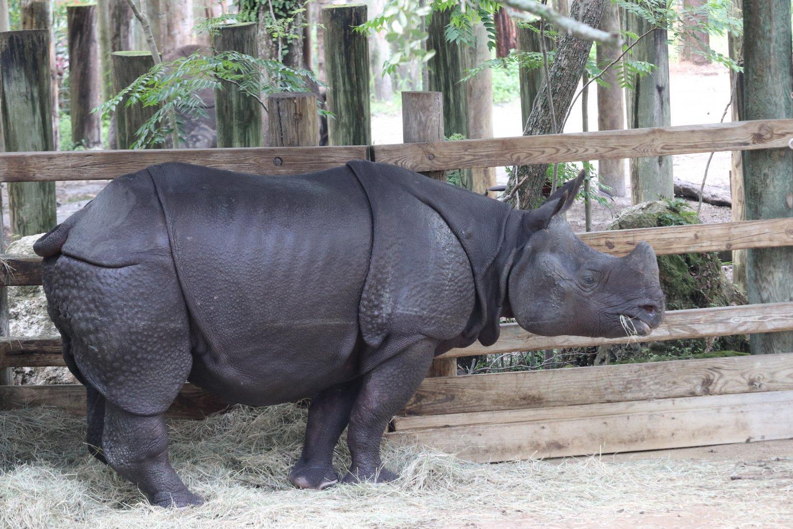 Greater One-horned Rhino (Rhinoceros unicornis)