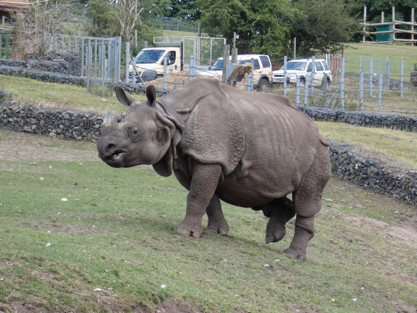 Greater one-horned rhino, Seto