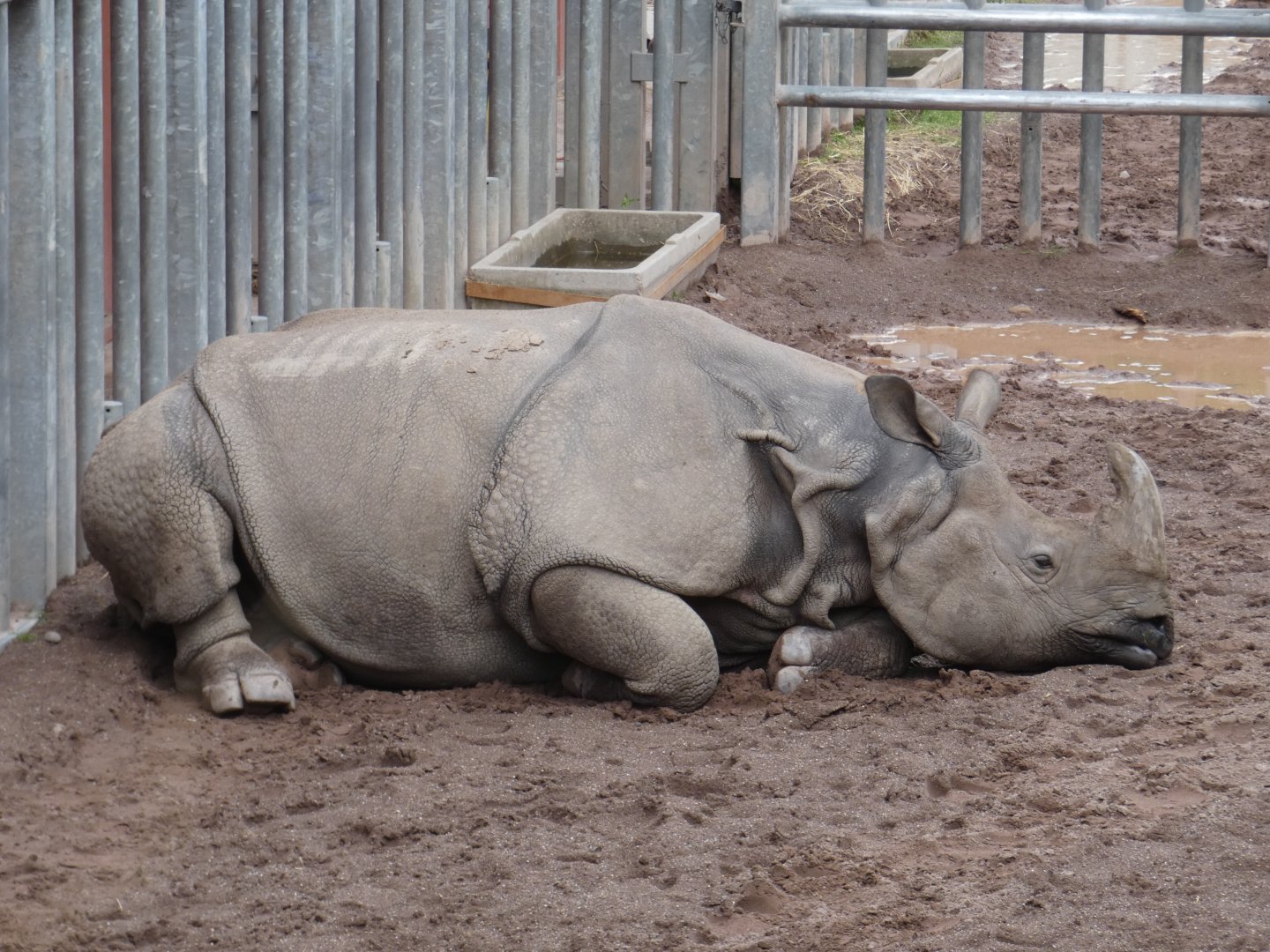 Greater one-horned rhino, Shusto