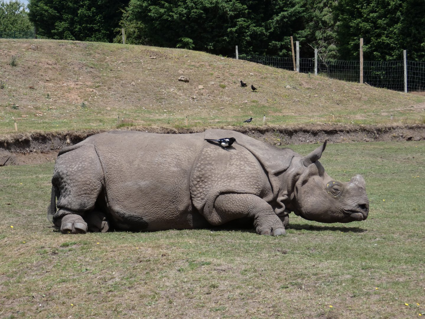 Greater one-horned rhino, Sunanda