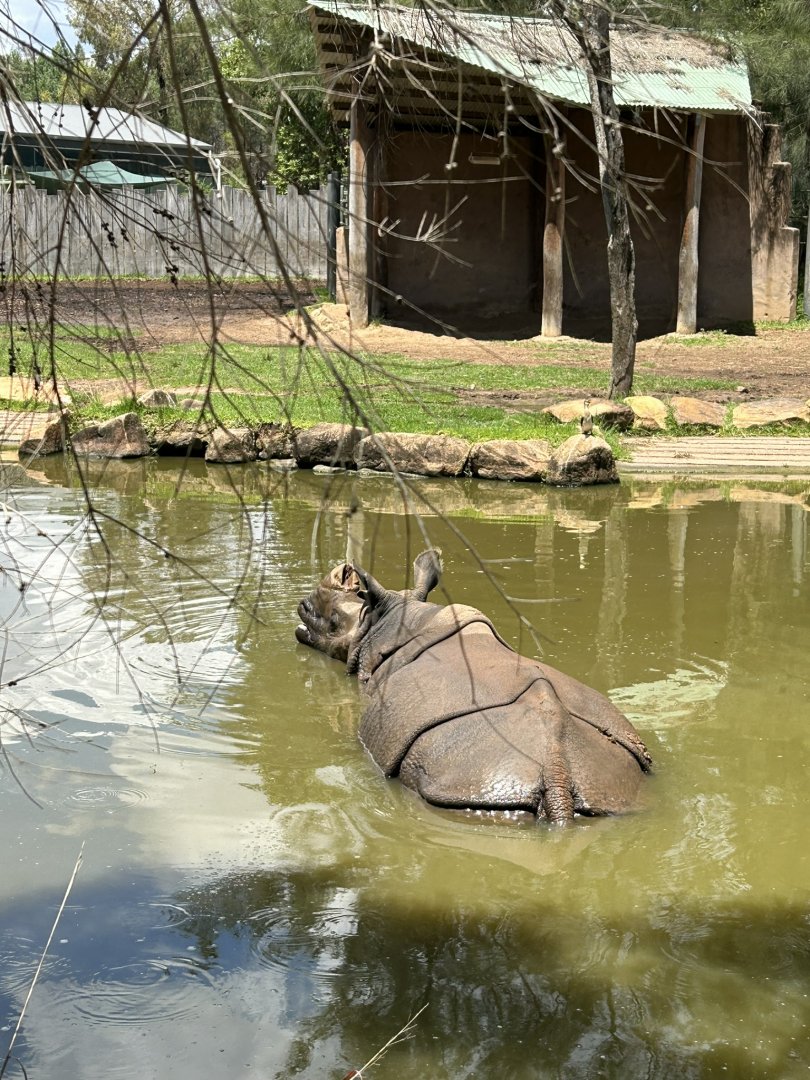 Greater one-horned rhino swimming