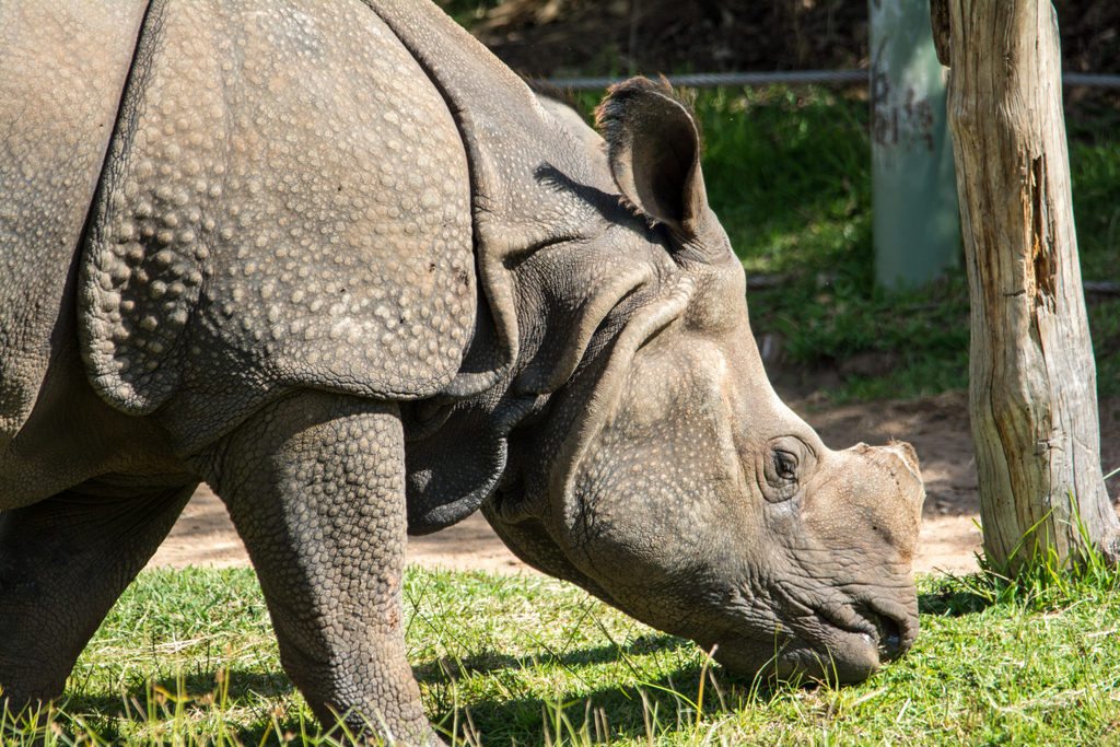 Greater One Horned Rhino  - Taronga Western Plains Zoo visit April 2014