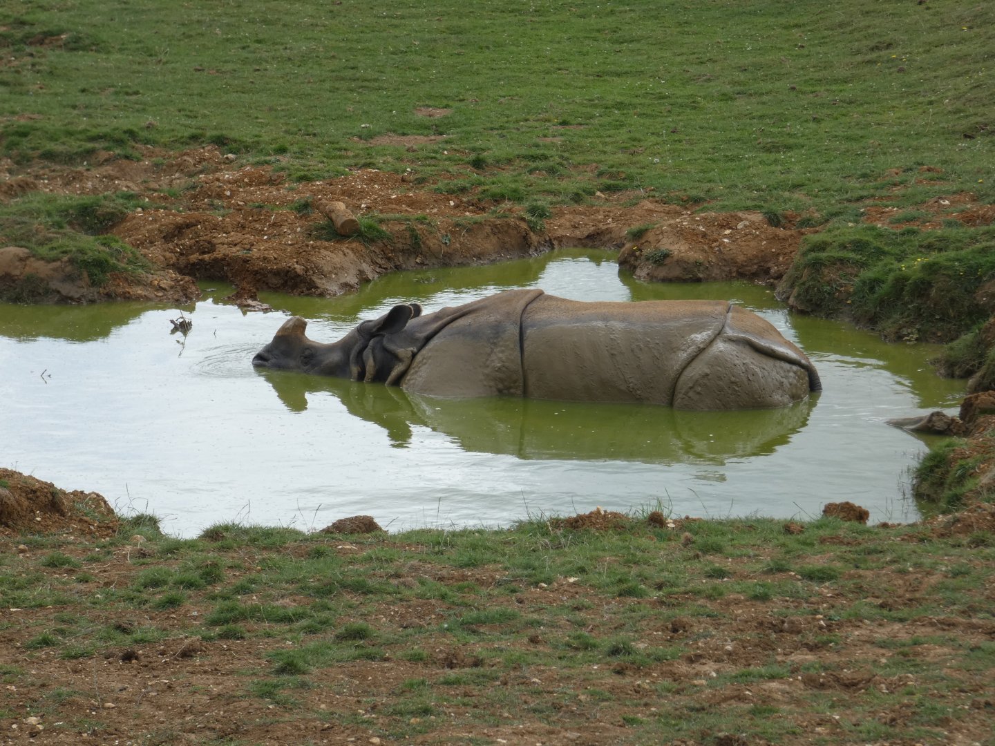 Greater One-horned Rhino wallowing